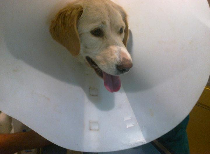 Βοηθήστε τον σκύλο που κάποιος πυροβόλησε στην Βαρυμπόμπη